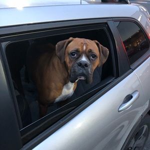 Meet your Posher, Bill